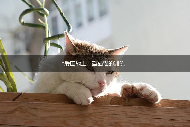 “爱国战士”型猫猫的训练,第1张