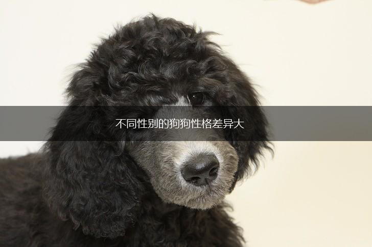 不同性别的狗狗性格差异大,第1张