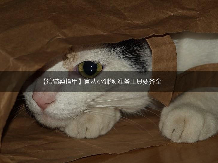 【给猫剪指甲】宜从小训练 准备工具要齐全,第1张