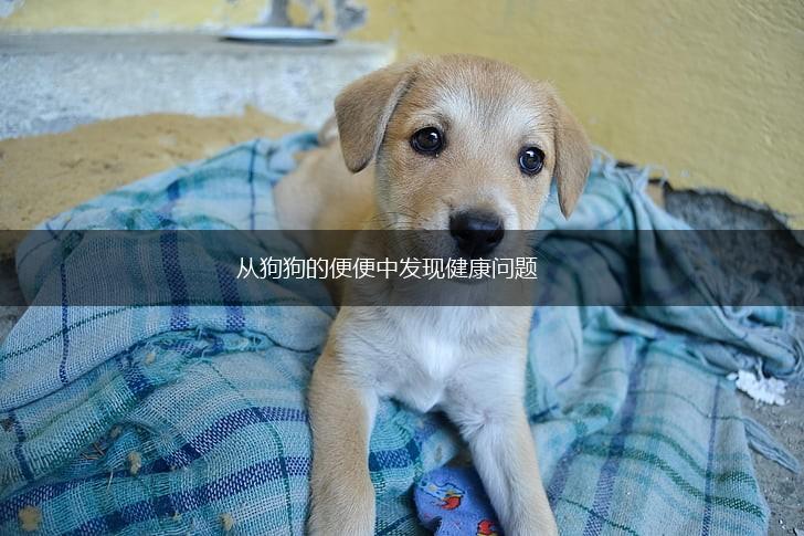 从狗狗的便便中发现健康问题,第1张