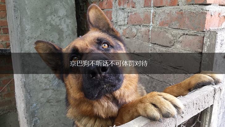 京巴狗不听话不可体罚对待,第1张