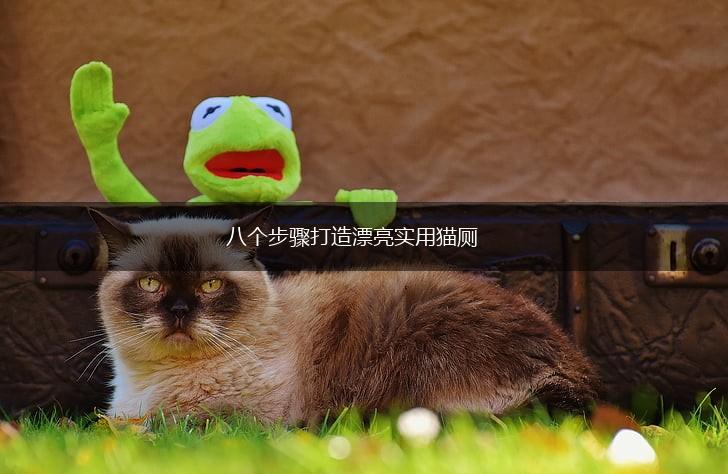 八个步骤打造漂亮实用猫厕,第1张