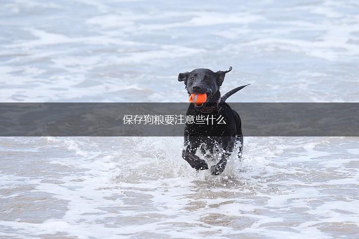 保存狗粮要注意些什么,第1张