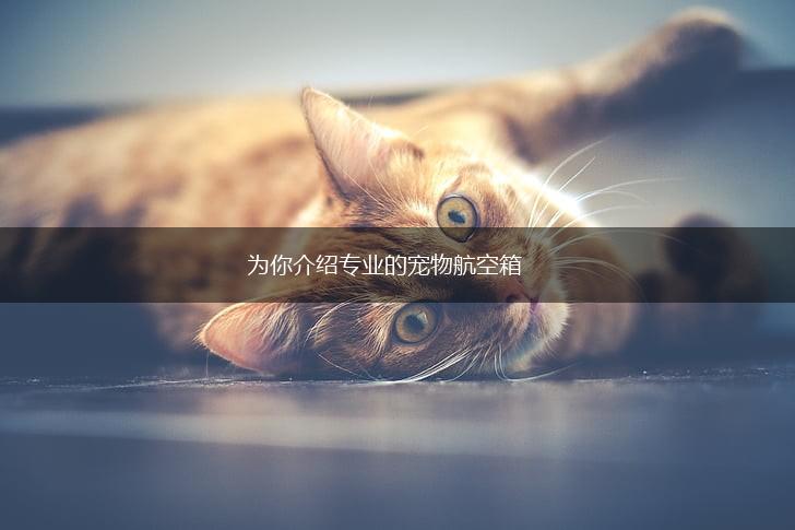 为你介绍专业的宠物航空箱,第1张