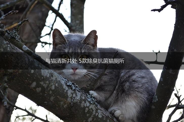 与猫清新共处 5款除臭抗菌猫厕所,第1张
