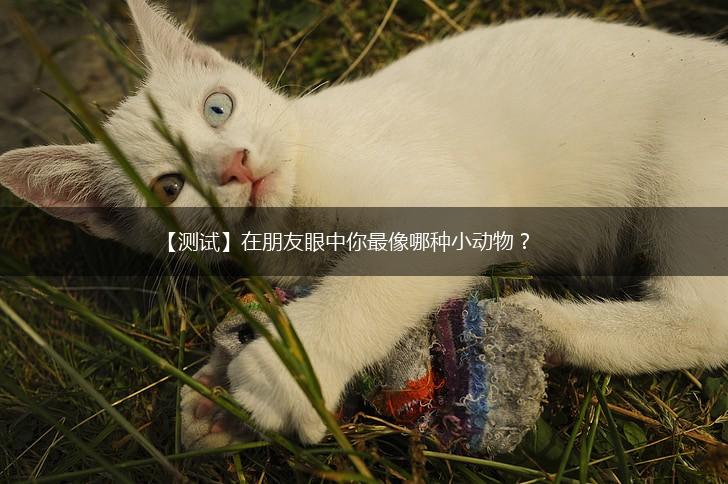 【测试】在朋友眼中你最像哪种小动物？,第1张