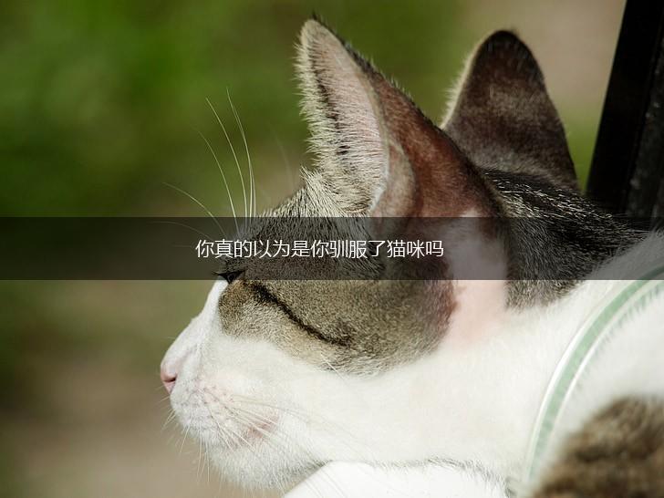 你真的以为是你驯服了猫咪吗,第1张
