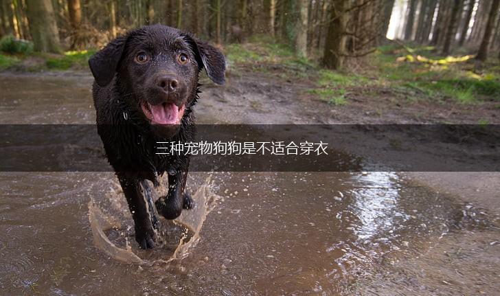 三种宠物狗狗是不适合穿衣,第1张
