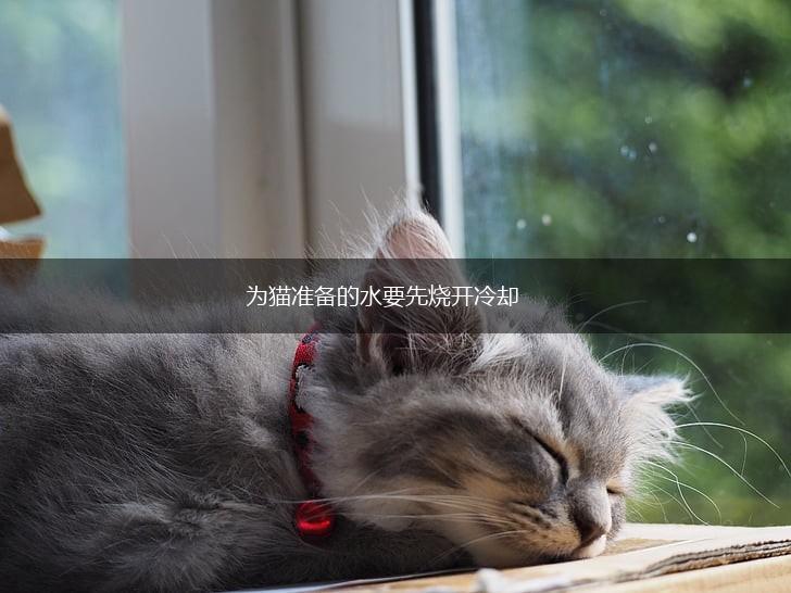 为猫准备的水要先烧开冷却,第1张
