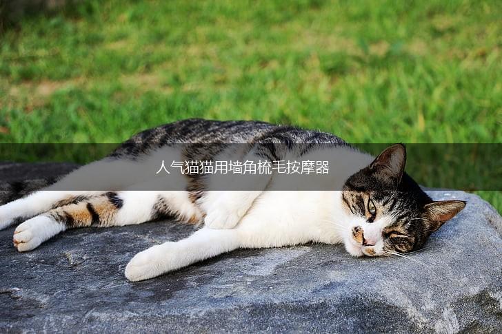 人气猫猫用墙角梳毛按摩器,第1张