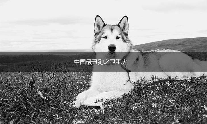 中国最丑狗之冠毛犬,第1张