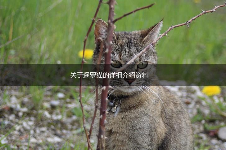 关于暹罗猫的详细介绍资料,第1张
