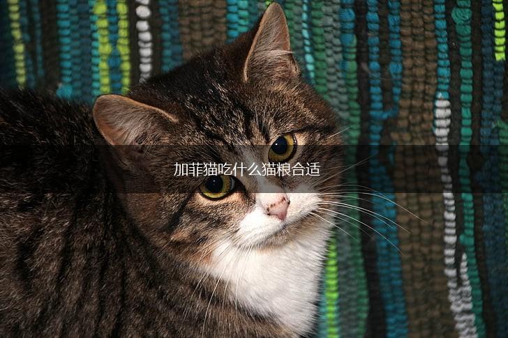 加菲猫吃什么猫粮合适,第1张