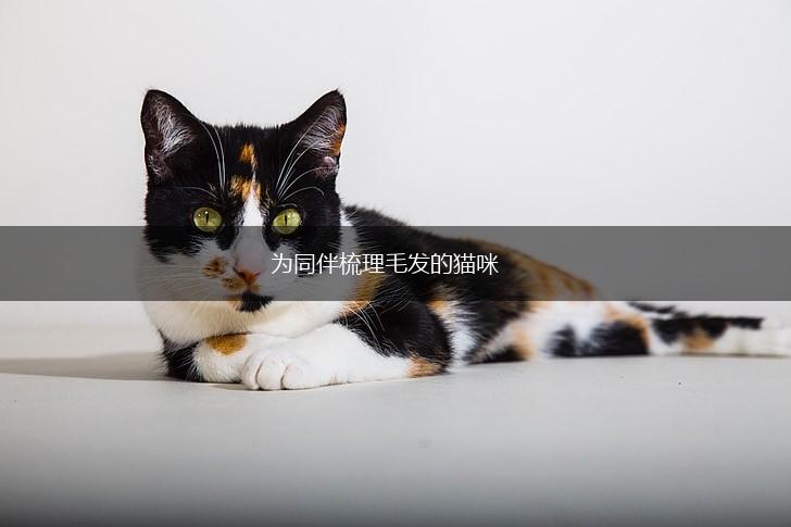 为同伴梳理毛发的猫咪,第1张