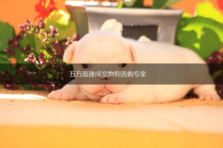 五方面速成宠物狗选购专家,第1张