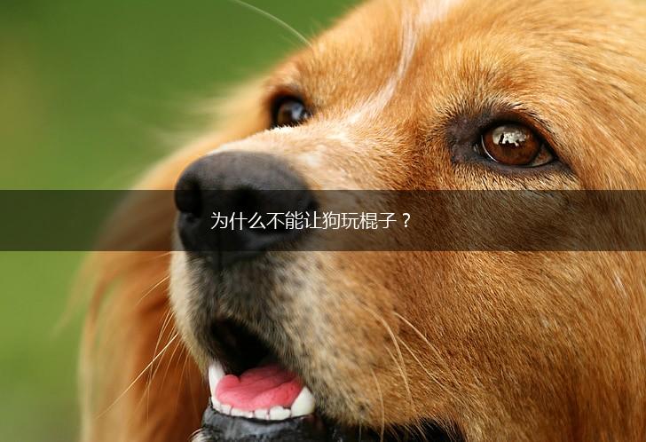 为什么不能让狗玩棍子？,第1张