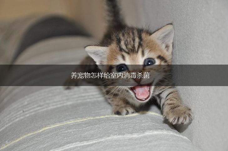 养宠物怎样给室内消毒杀菌,第1张