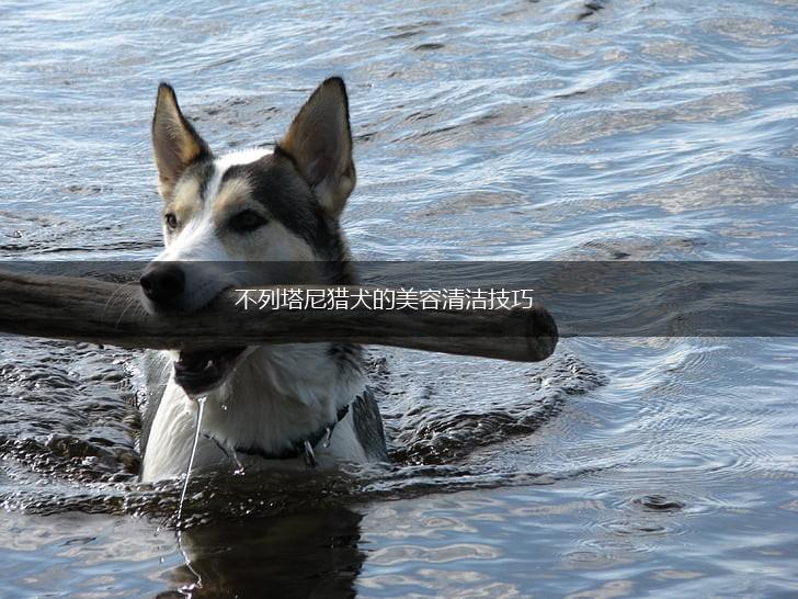 不列塔尼猎犬的美容清洁技巧,第1张