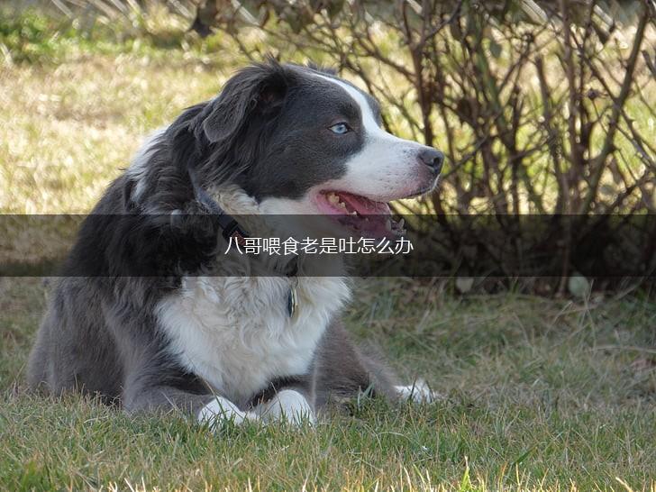 八哥喂食老是吐怎么办,第1张