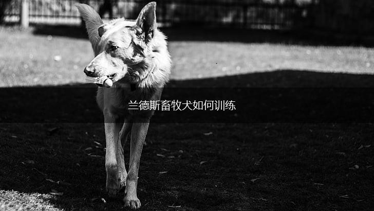 兰德斯畜牧犬如何训练,第1张