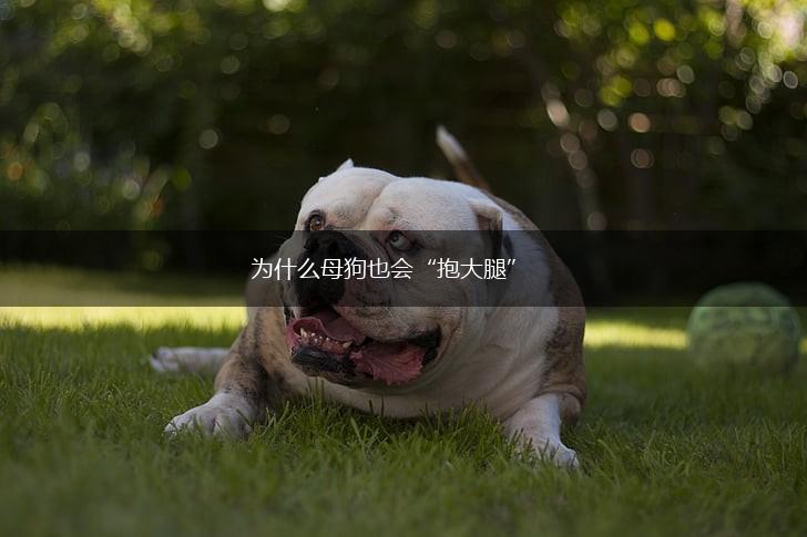 为什么母狗也会“抱大腿”,第1张