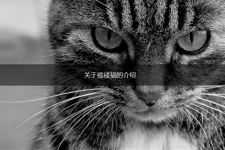 关于褴褛猫的介绍,第1张