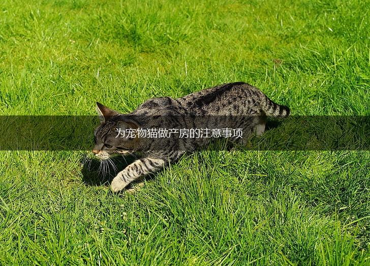 为宠物猫做产房的注意事项,第1张