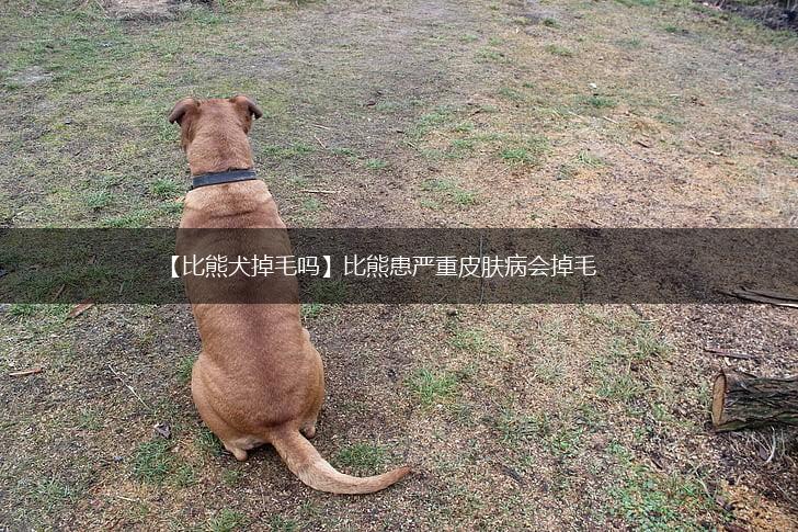 【比熊犬掉毛吗】比熊患严重皮肤病会掉毛,第1张
