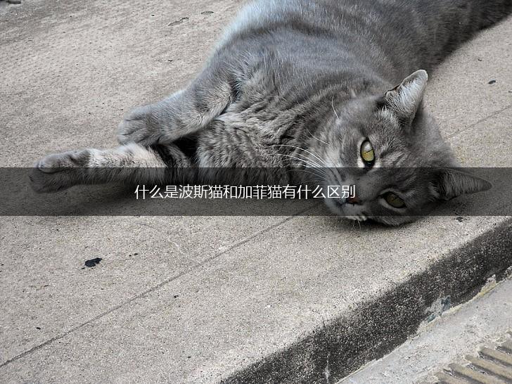 什么是波斯猫和加菲猫有什么区别,第1张