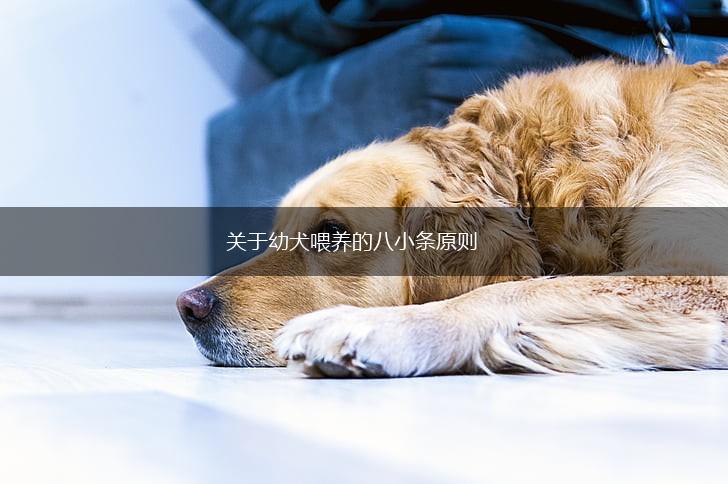 关于幼犬喂养的八小条原则,第1张