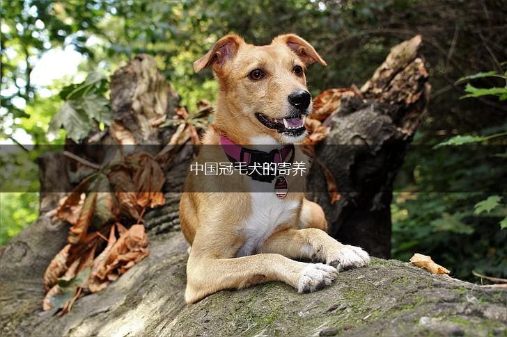 中国冠毛犬的寄养,第1张