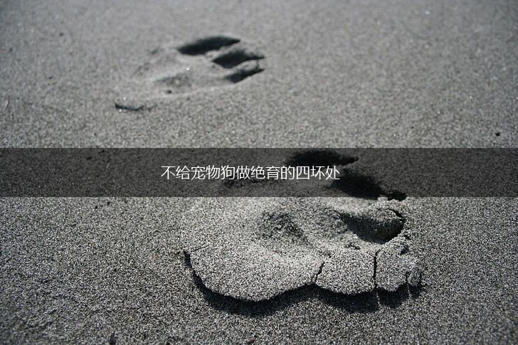 不给宠物狗做绝育的四坏处,第1张