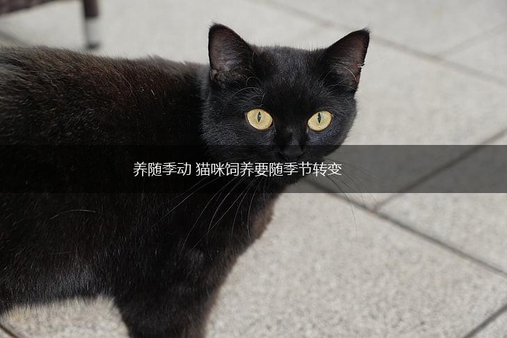 养随季动 猫咪饲养要随季节转变,第1张