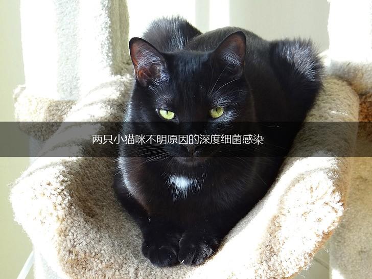 两只小猫咪不明原因的深度细菌感染,第1张