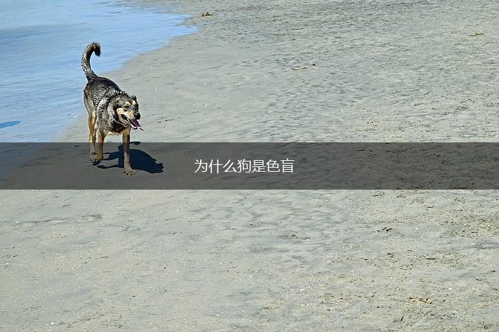 为什么狗是色盲,第1张