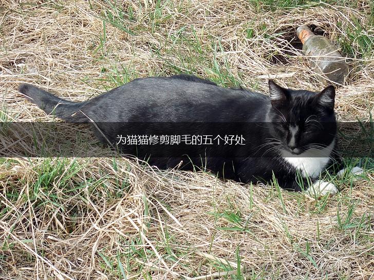 为猫猫修剪脚毛的五个好处,第1张