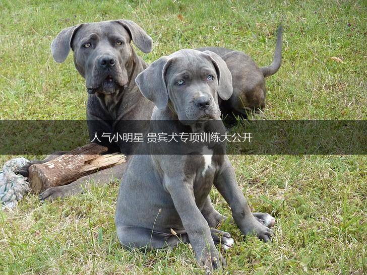 人气小明星 贵宾犬专项训练大公开,第1张