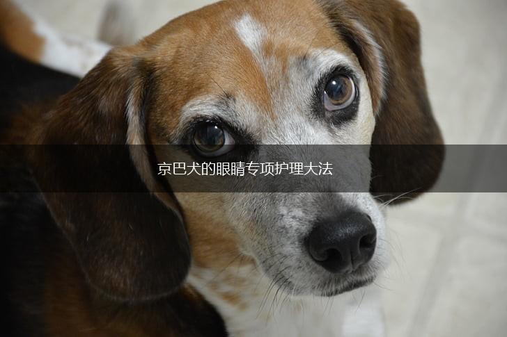 京巴犬的眼睛专项护理大法,第1张