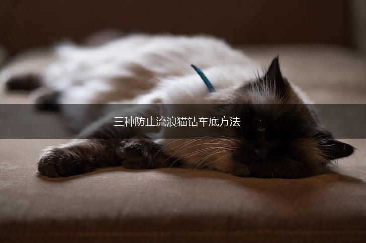 三种防止流浪猫钻车底方法,第1张