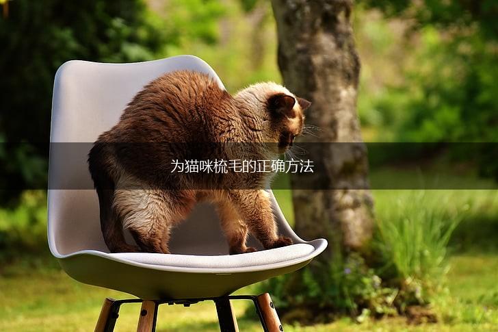 为猫咪梳毛的正确方法,第1张