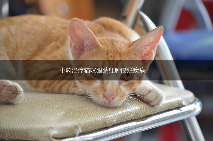 中药治疗猫咪眼睛红肿糜烂疾病,第1张