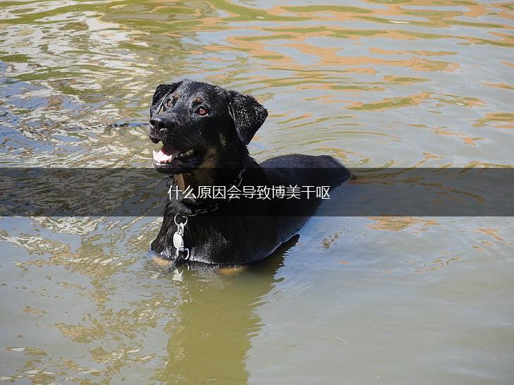 什么原因会导致博美干呕,第1张