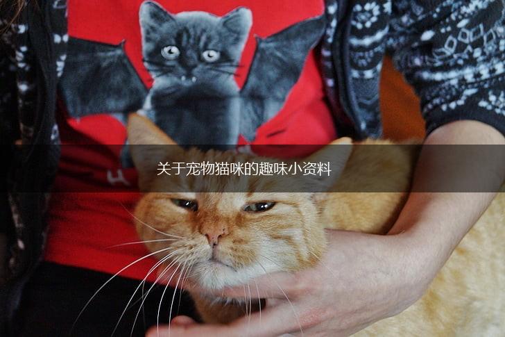 关于宠物猫咪的趣味小资料,第1张