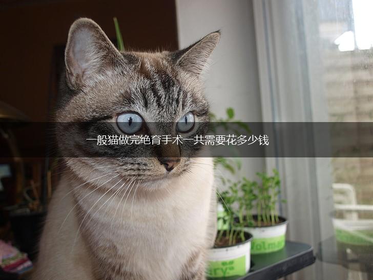 一般猫做完绝育手术一共需要花多少钱,第1张