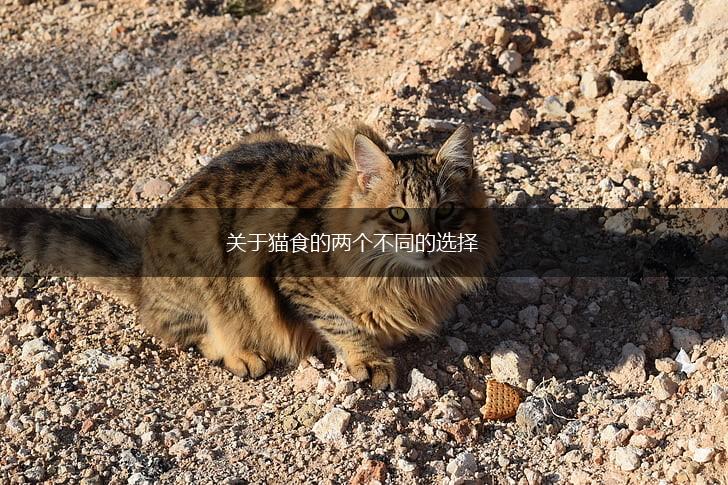 关于猫食的两个不同的选择,第1张