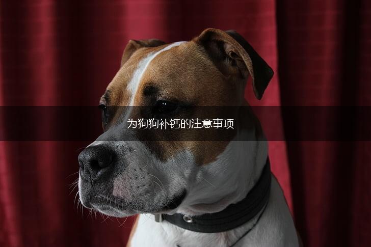 为狗狗补钙的注意事项,第1张