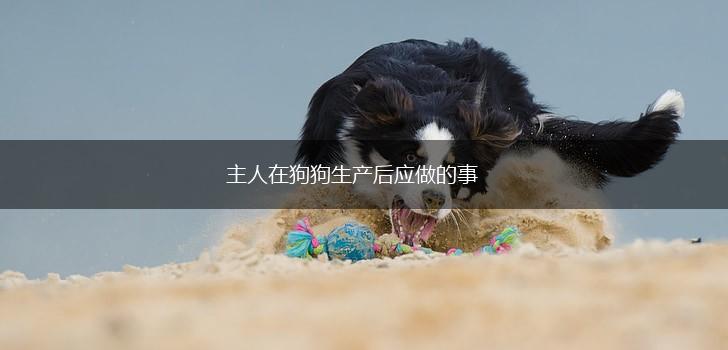 主人在狗狗生产后应做的事,第1张