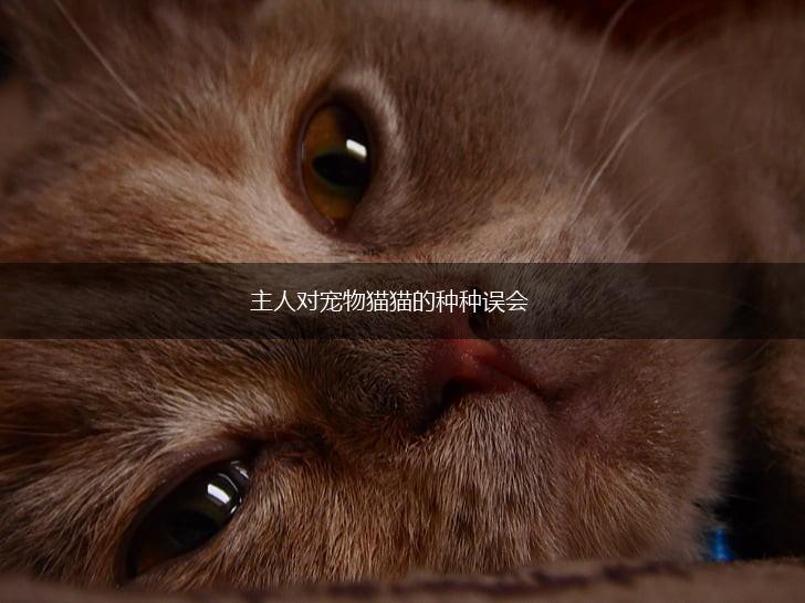 主人对宠物猫猫的种种误会,第1张