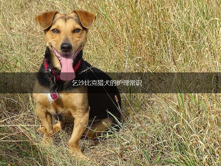 乞沙比克猎犬的护理常识,第1张