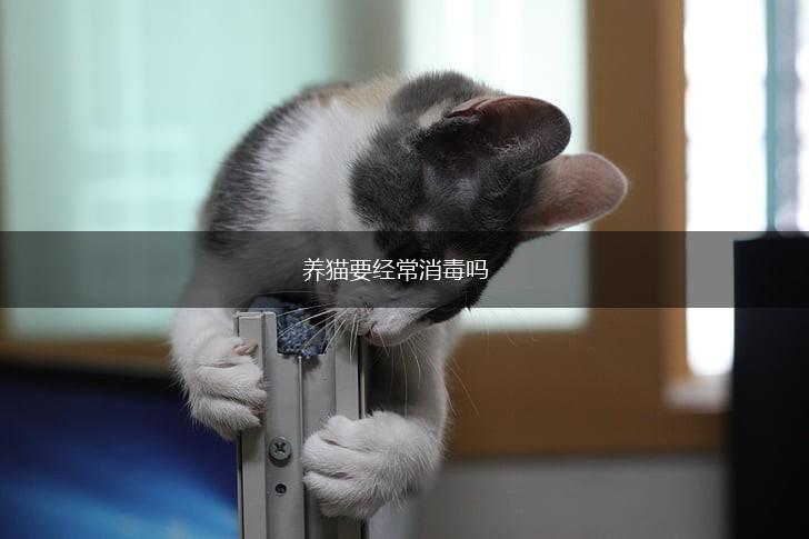养猫要经常消毒吗,第1张